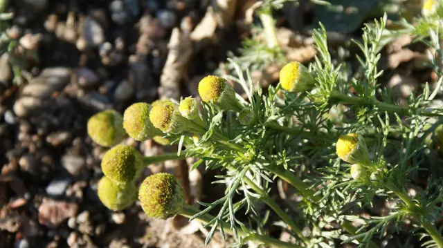 Pineapple weed growing in the soil